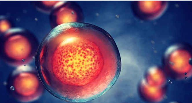 اعطای اولویت بررسی به Omidubicel جهت پیوند سلول‌های بنیادی در درمان سرطان خون توسط FDA